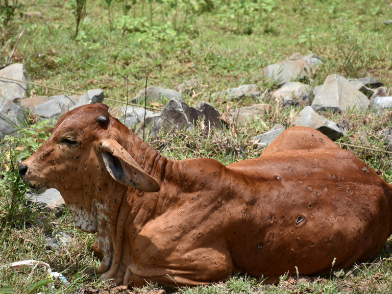 Kalb mit der Erkrankung Lumpy Skin Disease