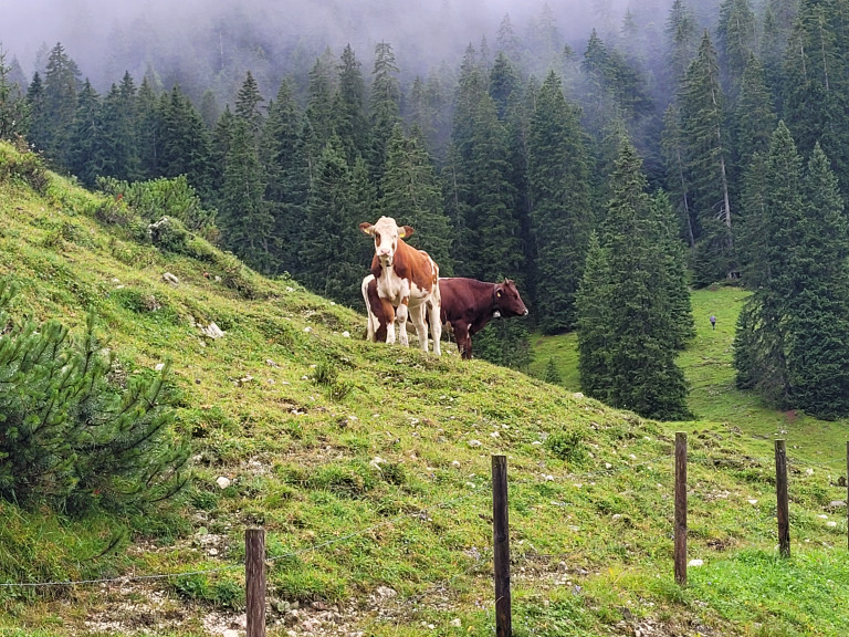 2025 08 02 GAP Almbegehung_Wettersteingebirge