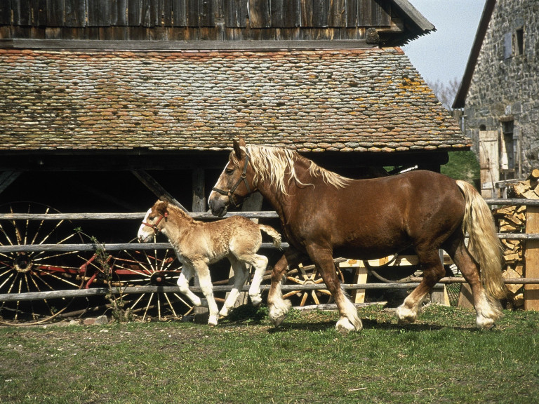Pferd und Fohlen
