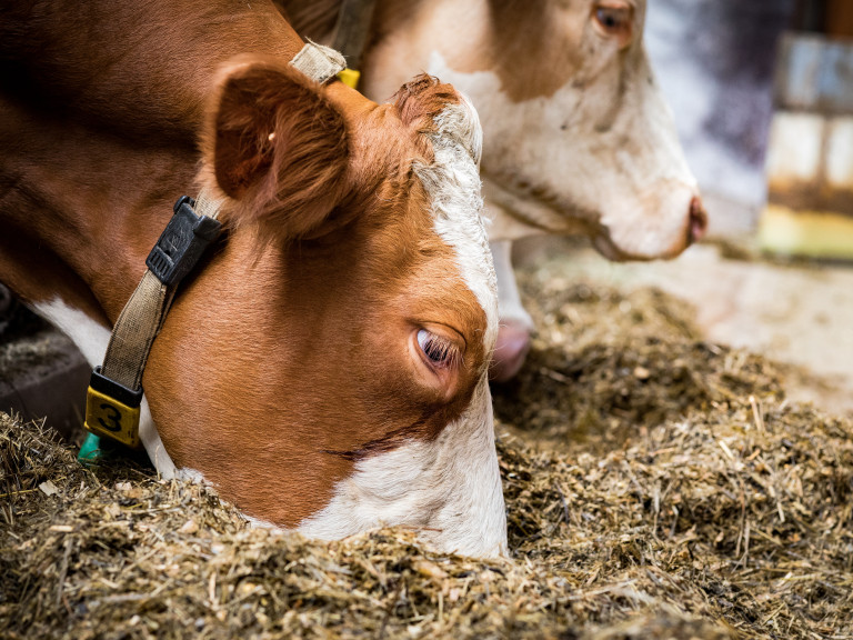 Rind Silage im Stall