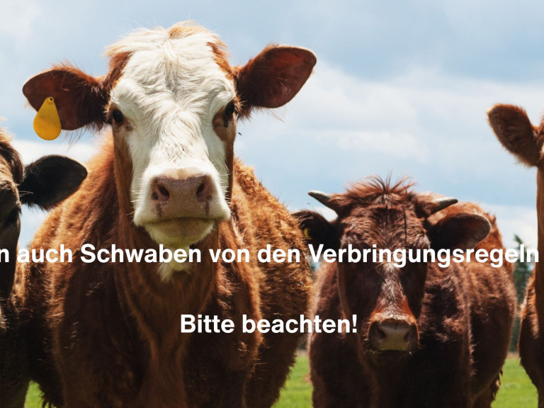 BTV-8: Nun auch Schwaben von den Verbringungsregelen betroffen! 