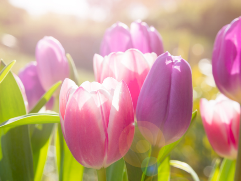 WM-SOG Tulpenhintergrund