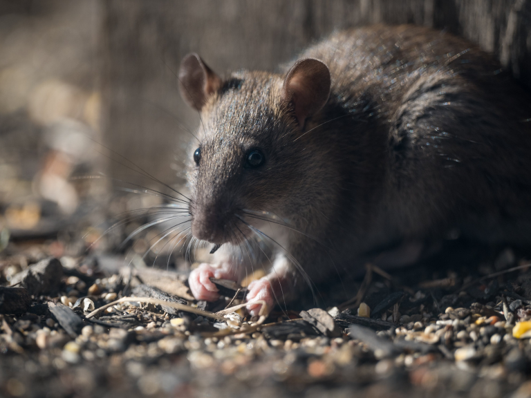 Ratte Scheue Schadnagerbekämpfung