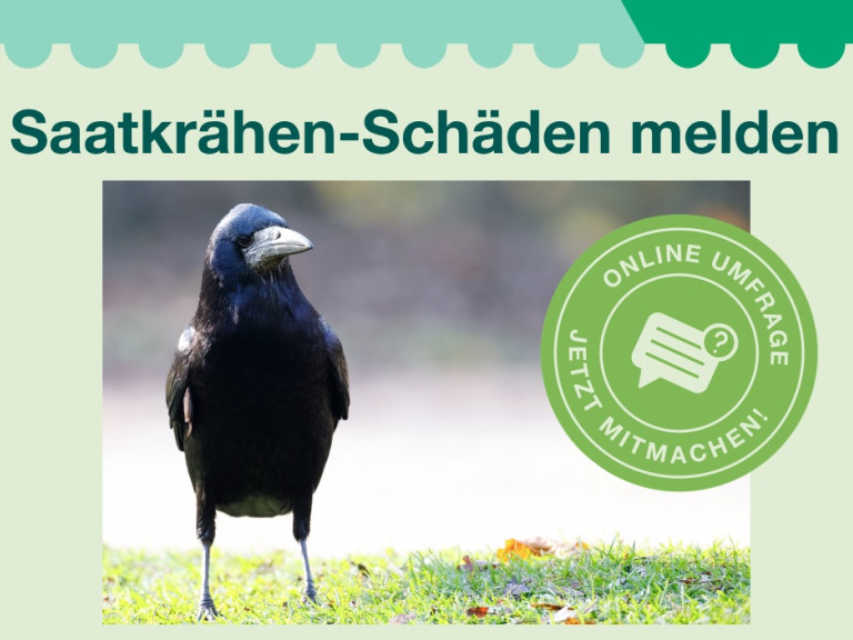 2026-03-25_Titelbild_Erhebung Saatkrähen.jpg