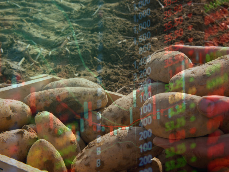 Kartoffeln Marktsituation