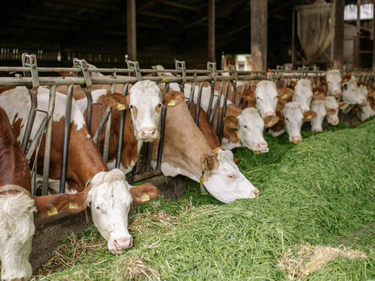 Milch