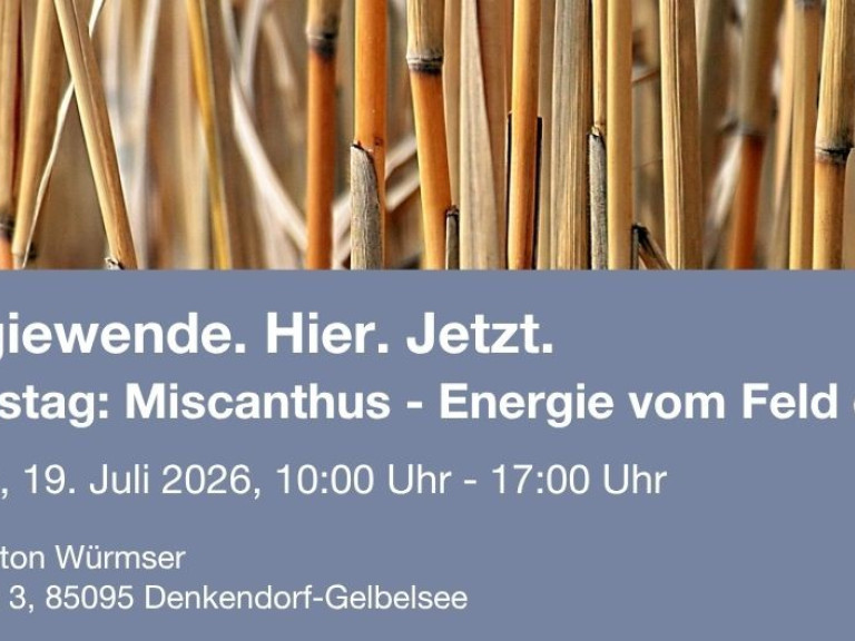Miscanthus