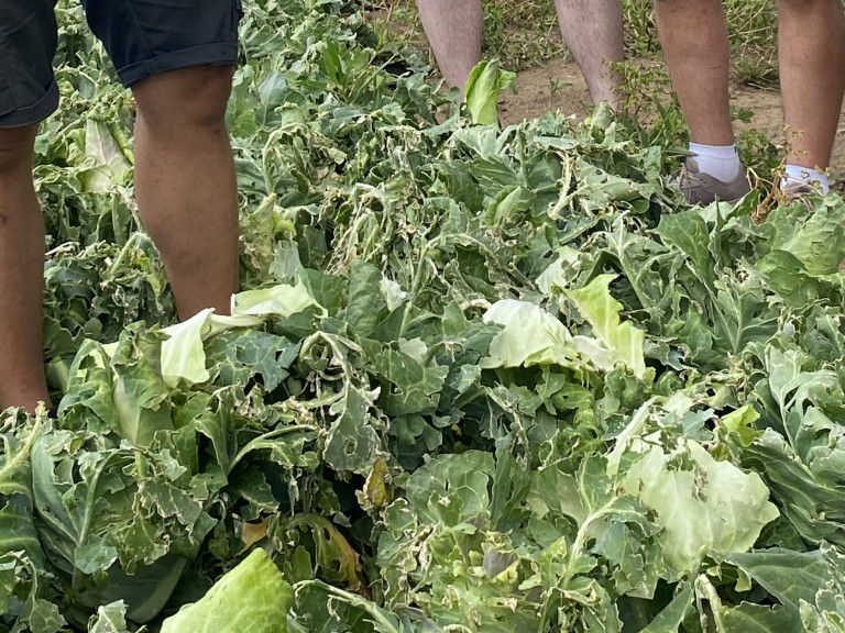 Kohlrabi_Hagelschaden