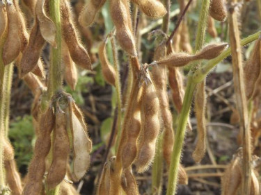 crops