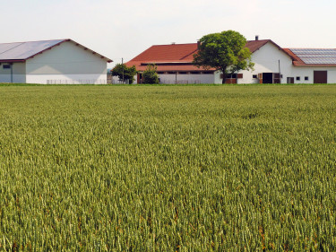 Bauernhof in Bayern mit reifendem Getreidefeld