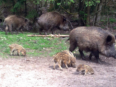 Eine Rotte von Wildschweinen kann Übertreger der Afrikanischen Schweinepest sein
