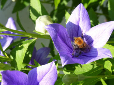 Eine Biene sammelt Pollen in einer lila Blüte