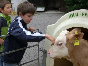 Kinder bei Kälbchen