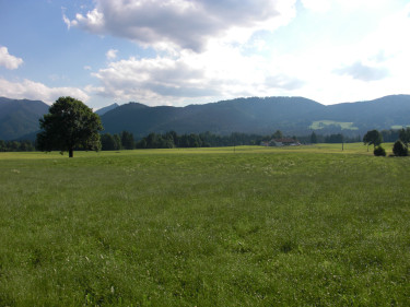 Eine saftig grüne Wiese mit einem Baum und Bergen im Hintergrund