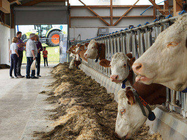Die Besucher bestaunen die Kühe in ihrem Stall