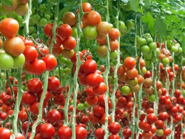 Reifende Tomaten in einem Gewächshaus