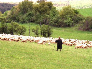 Weidetiere