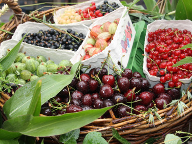 Obst-Beeren