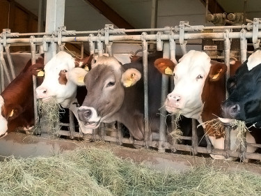 Kühe im Stall