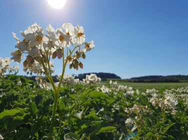 Kartoffelfeld in Blüte
