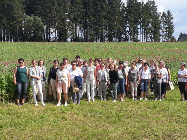 Mohnblüte Gruppenbild