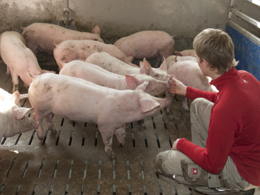 Schweine im Stall