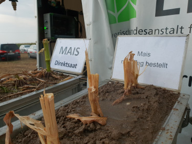Mais-Versuch mit Regensimulator