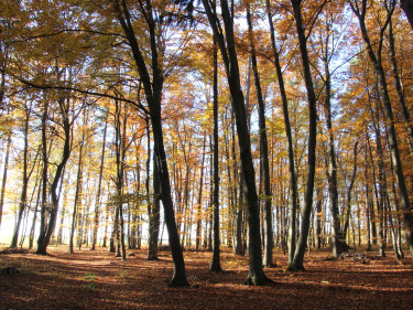 Herbstwald