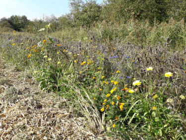 Blühstreifen an Feldrand