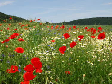 Mohnblüten