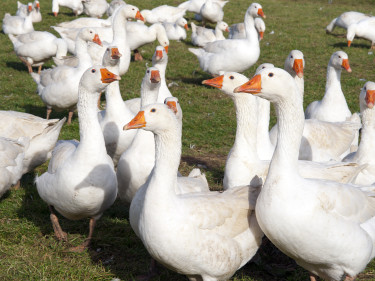 Gänse