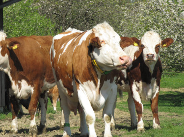 Kühe auf Obstwiese in Bayern