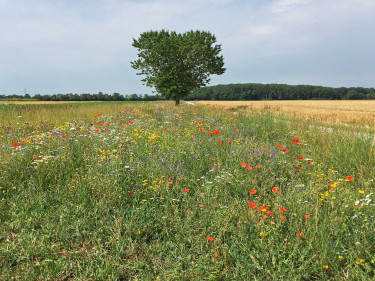 Grünland in Bayern 