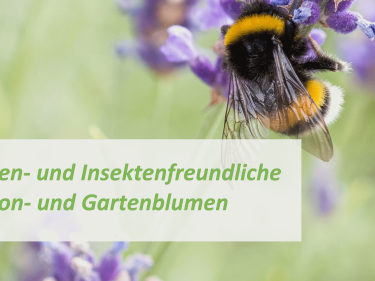 Broschüre Bienen- und Insektenfreundliche Pflanzen