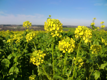 Rapsblüte