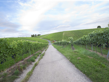 Weg durch die Weinberge