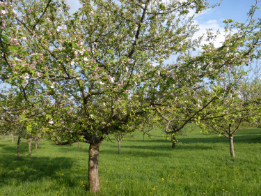 Streuobstwiesen