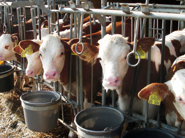 Kälber in einem Stall