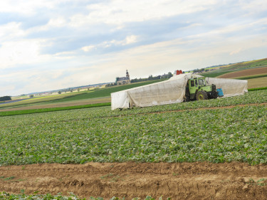 Ein Gurkenflieger auf dem Feld. 