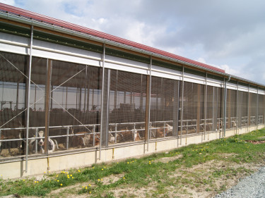 Sassenhof Stall