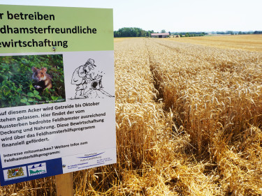 Info-Schild zum Schutz der Hamster auf diesem Feld in Unterfranken