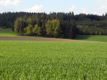 Eine Waldfläche mit Acker im Vordergrund. 