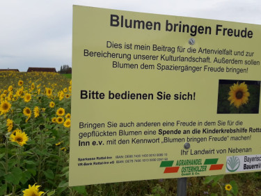 Sonnenblumen ab Feld