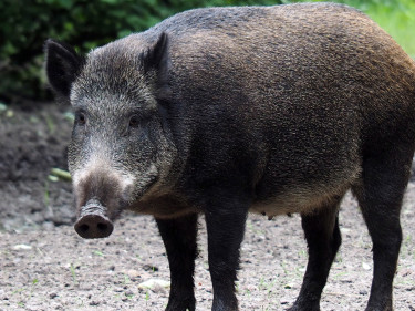 Wildschwein