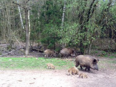 Wildschweine