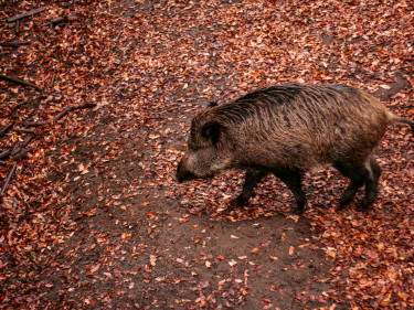 Wildschwein