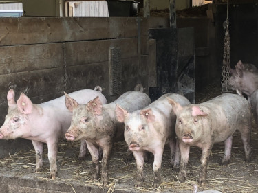 Ökoschweine