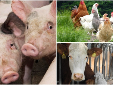 Seminar für Tierhalter Unterfranken_Schwein_Rind_Geflügel