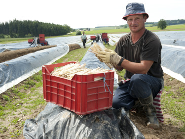 Erntehelfer Bayerischer Bauernverband Saisonarbeit