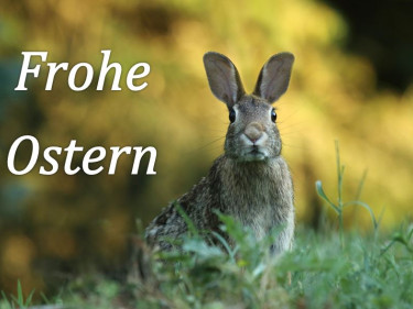 Hase